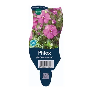 Vlambloem (Phlox (D) 'Red Admiral') ø 11 cm