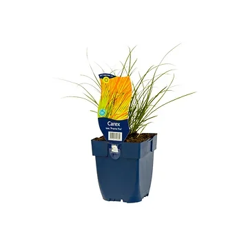 Zegge (Carex test. 'Prairie Fire') ø 11 cm