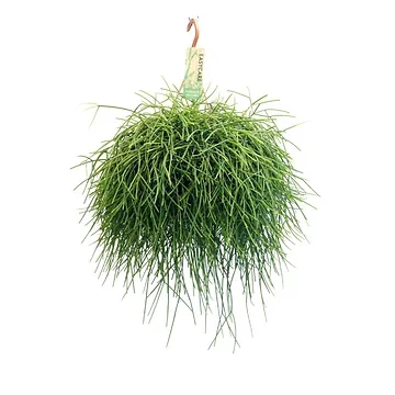 Rhipsalis Pulchra H 45 ø 21 cm