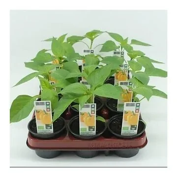Paprika Geel (Capsicum annuum) BIO