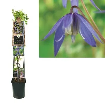 Bosrank (Clematis alpina) H 120
