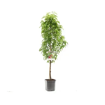 Platte nectarine (Prunus pers. nuc. Flateryna laag) H 160 ø 24 cm
