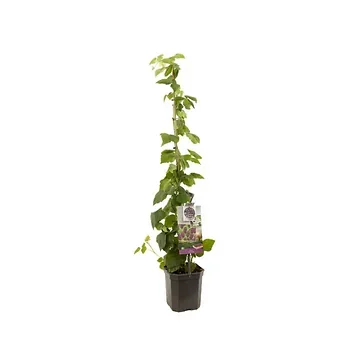 Doornloze kruising braam framboos (Rubus Loganbes P24) H 150 ø 24 cm
