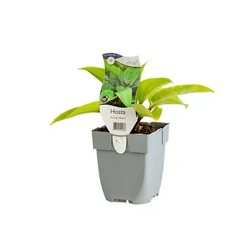 Hosta (Hosta 'Purple Heart') ø 11 cm
