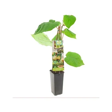 Kiwi, vrouwelijk (Actinidia chinensis Hayward) H 60 ø 11 cm cm