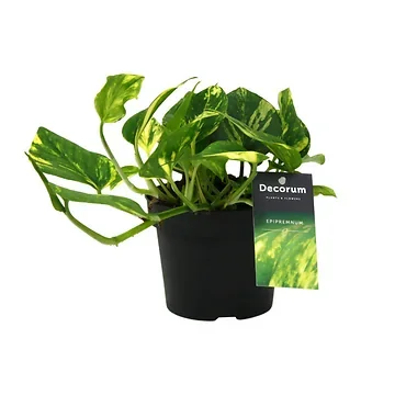 Drakenklimop (Epipremnum N'joy) H 15 ø 12 cm