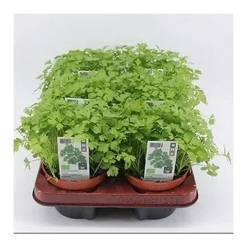 Selderij (Apium graveolens) BIO