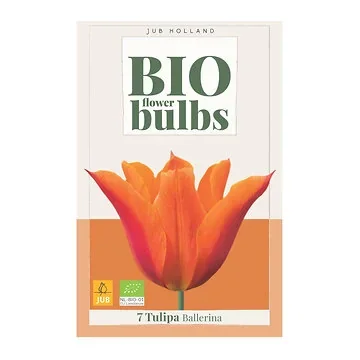 JUB Holland Tulipa Ballerina 7 bollen