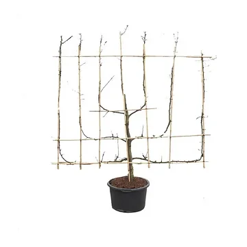 Peer (Pyrus comm. 7-arm) H 240 ø 45 cm