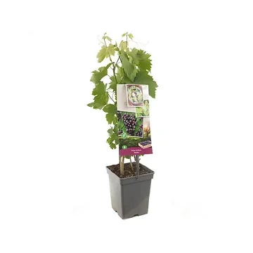 Pitloze rood/paarse druif (Vitis vin. Heike - draagbeugel) H 65 ø 18 cm