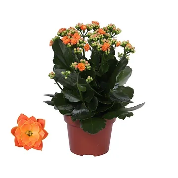 Woestijnroos (Kalanchoe Blossfeldiana) H 24 ø 12 cm