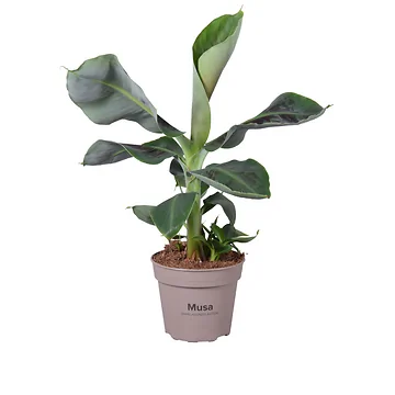Bananen plant Musa Tropicana H 50 ø 12 cm