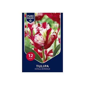 Pure Bulbs Tulipa Estella Rijnveld 12 bollen