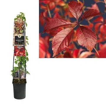 Wilde wingerd (Parthenocissus 'Engelmannii') H 120