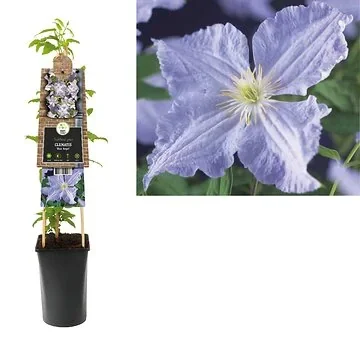 Bosrank (Clematis 'Blue Angel') H 75