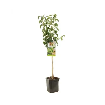 Handpeer (Pyrus comm. Conference laagstam) H 160 ø 24 cm