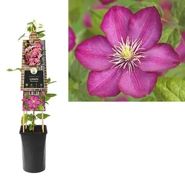 Bosrank (Clematis 'Ville de Lyon') H 75
