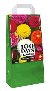 Draagtas 5 Dahlia Pompon Mix