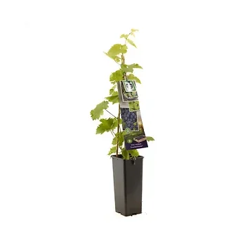 Blauwe kasdruif (Vitis vinifera Frankenthaler) H 60 ø 11 cm cm