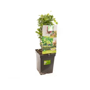 Groene kruisbes (Ribes uva-crispa Hinnonmäki Grön) H 60 ø 18 cm