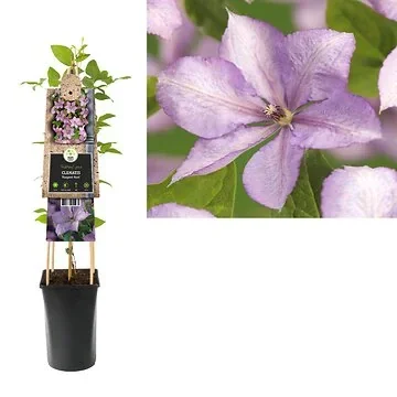 Bosrank (Clematis 'Margaret Hunt') H 75