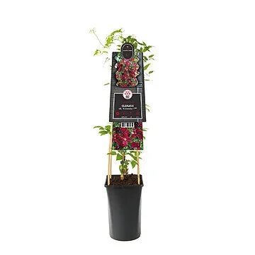 Bosrank (Clematis vit. 'Vitiwester'® PBR) H 75