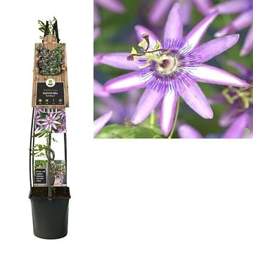 Passiebloem (Passiflora 'Amethyst') H 120