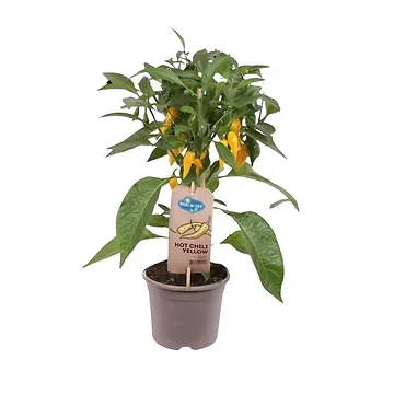 Plukpeper geel hot (Capsicum Anuum) H 40 ø 14 cm