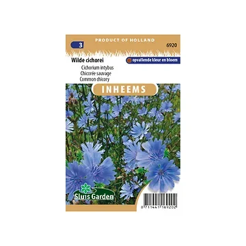 Cichorium intybus Wilde cichorei