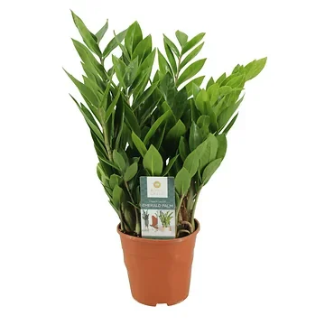 Emerald Palm (Zamioculcas Zamiifolia) 50 x 14 cm