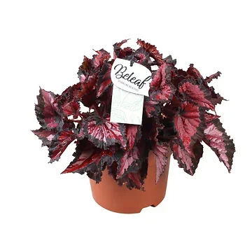 Stippenplant (Begonia Beleaf) H 33 ø 17 cm