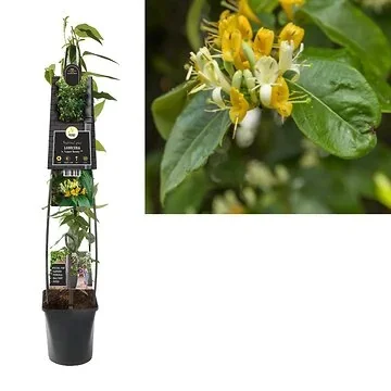 Kamperfoelie (Lonicera h. 'Copper Beauty' PBR) H 120
