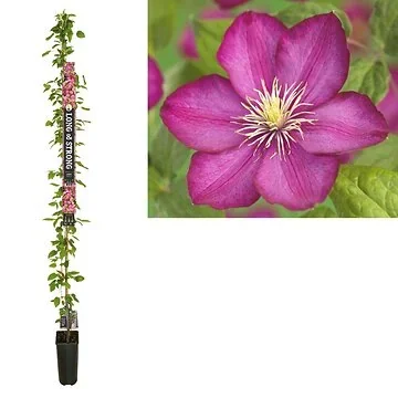 Bosrank (Clematis 'Ville de Lyon') H 215