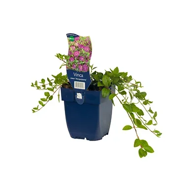 Kleine maagdenpalm (Vinca minor 'Atropurpurea') ø 11 cm
