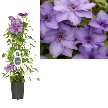 Bosrank (Clematis 'Esther' PBR) H 80