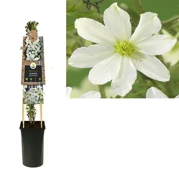 Bosrank (Clematis 'Early Sensation') H 75
