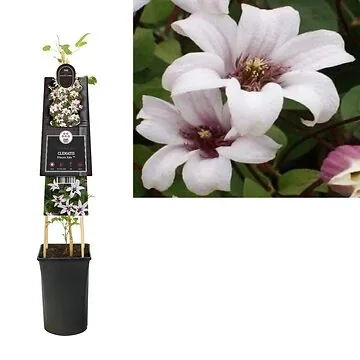 Bosrank (Clematis Princess Kate PBR) H 75