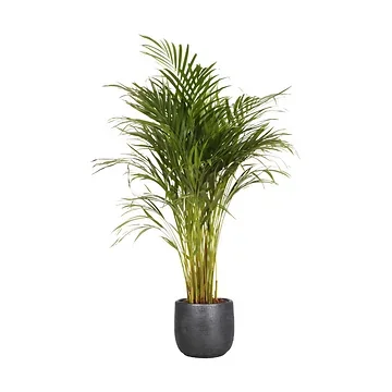 Areca goudpalm (Dypsis Lutescens) H 90 ø 17 cm