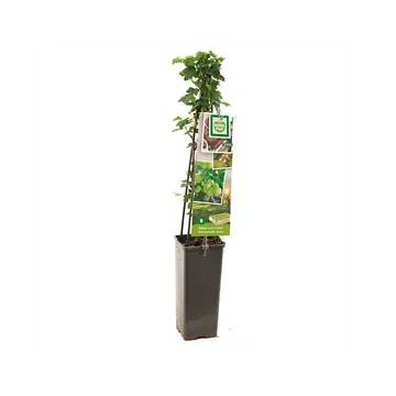 Groene kruisbes (Ribes uva-cr. Hinnonmäki Grön) H 60 ø 11 cm cm