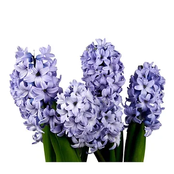 Hyacint (Hyacinthus Orientalis) 5 Stelen 30 cm
