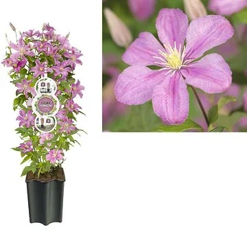 Bosrank (Clematis 'Comtesse de Bouchaud') H 80