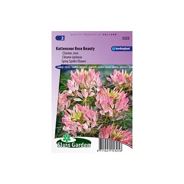 Cleome pungens Rose Beauty