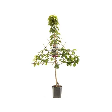 Zoete kers (Prunus avium Sunburst leivorm) H 160 ø 24 cm
