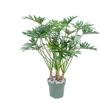 Philodendron Xantal 120 x 30 cm