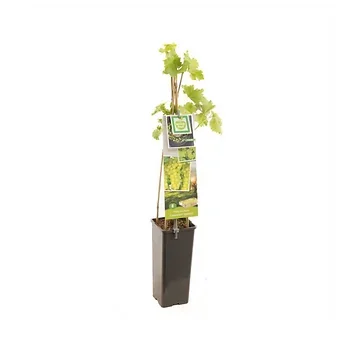 Geënte pitloze witte druif (Vitis vinifera Lakemont (geënt)) H 60 ø 11 cm cm
