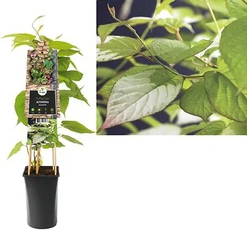 Kiwi (Actinidia kolomikta) H 75