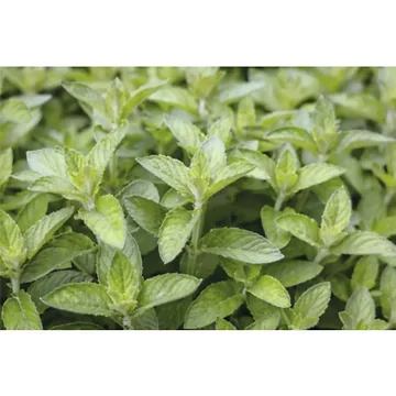 Appel - Citroenmunt (Mentha spic. 'Hillary's Sweet Lemon') ø 11 cm