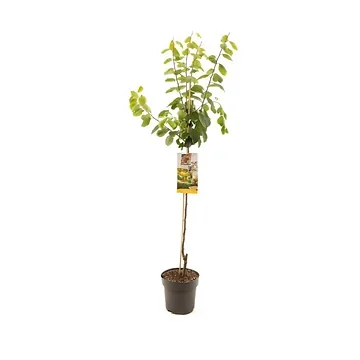 Gele pruim (Prunus dom. Mirab. de Nancy half) H 230 ø 27 cm