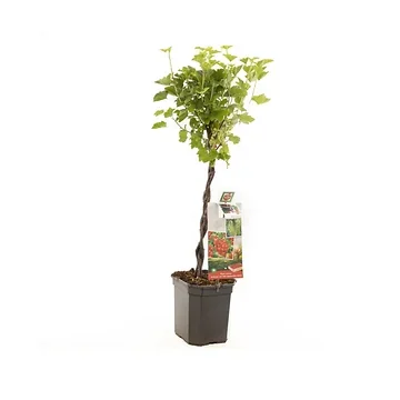 Rode bes, vroeg rijpend (Ribes r. Jonkh. van Tets gevlochten) H 110 ø 24 cm