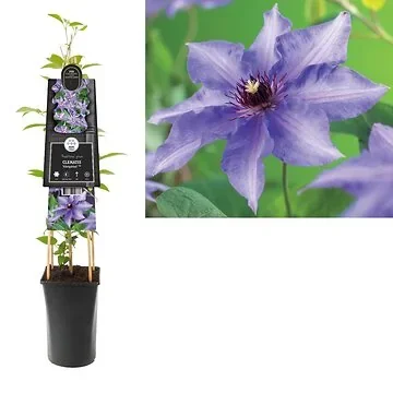 Bosrank (Clematis 'Kokonoe' PBR) H 75